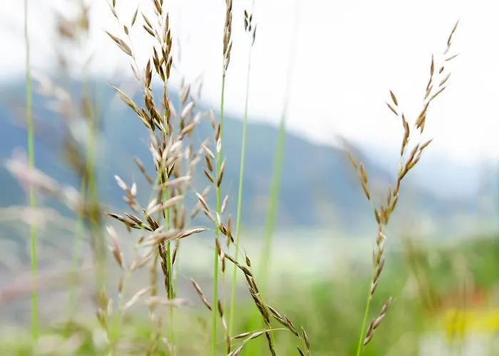 Mayerhofer Mittersill